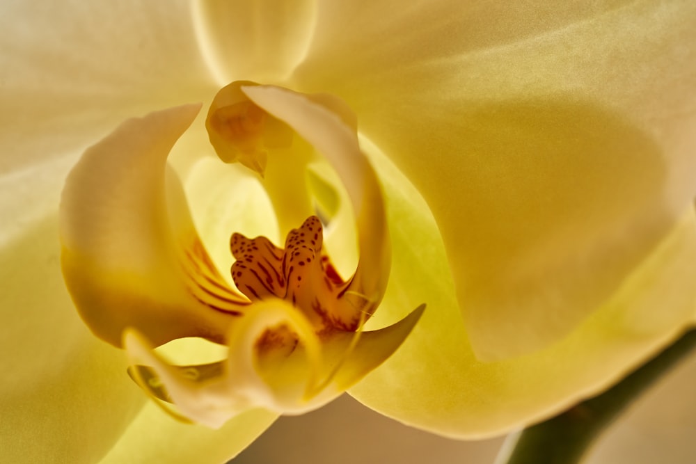 blue and yellow flower in close up photography