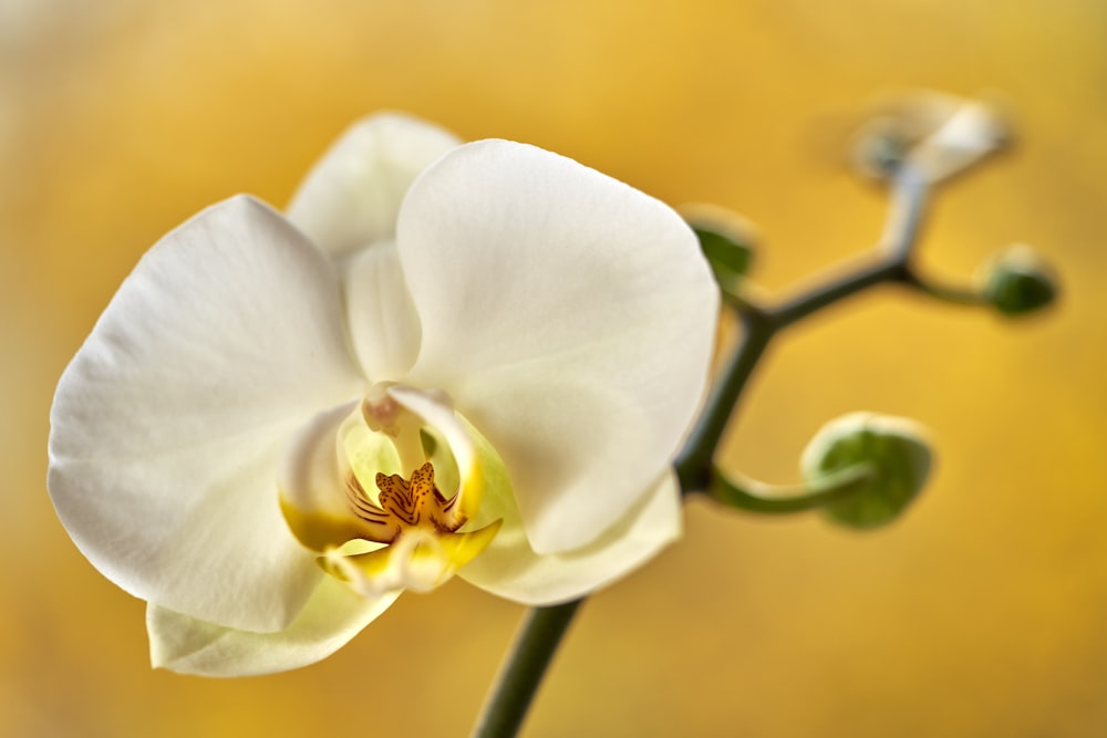 white moth orchid in bloom during daytime