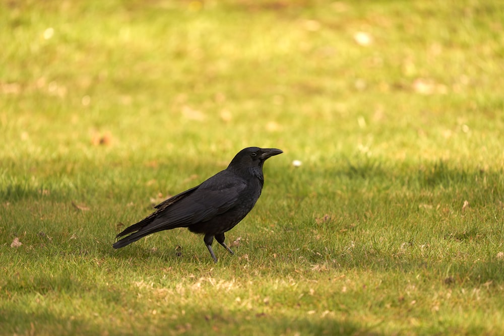 black crow on green grass field during daytime