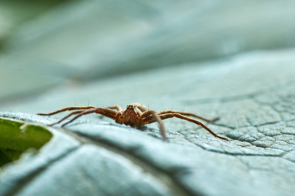 brown spider on gray wood