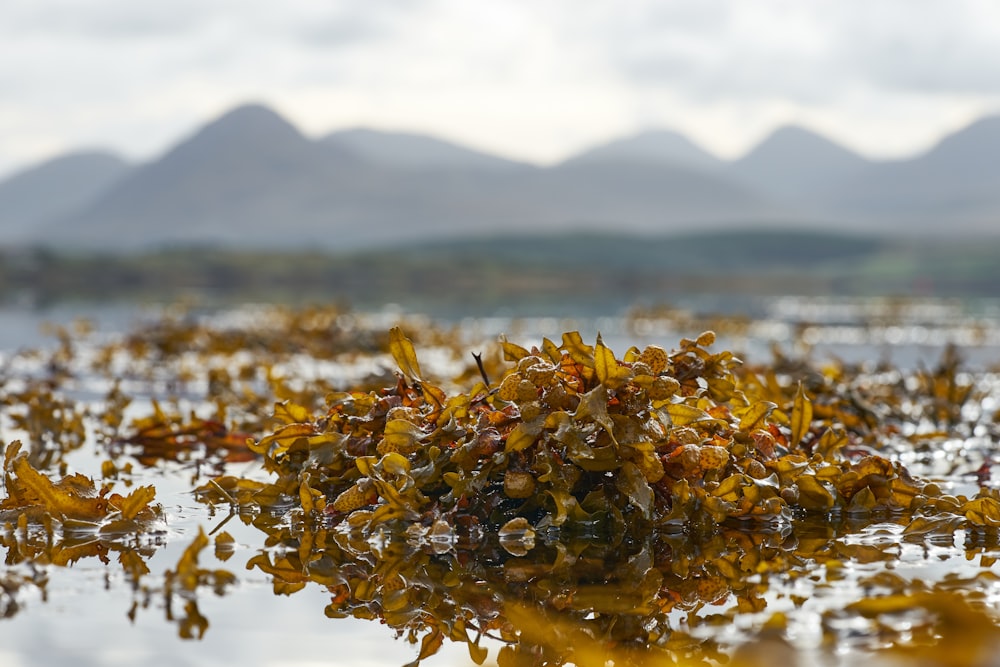 a bunch of plants floating on top of a body of water