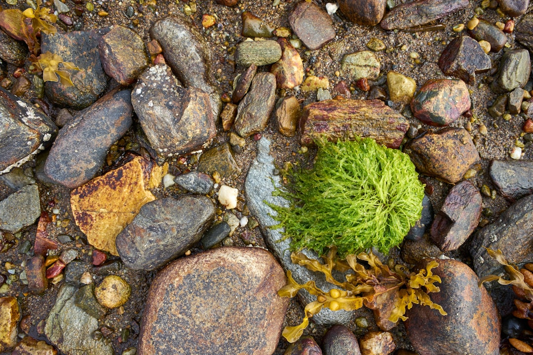 green round plant on brown and gray stones