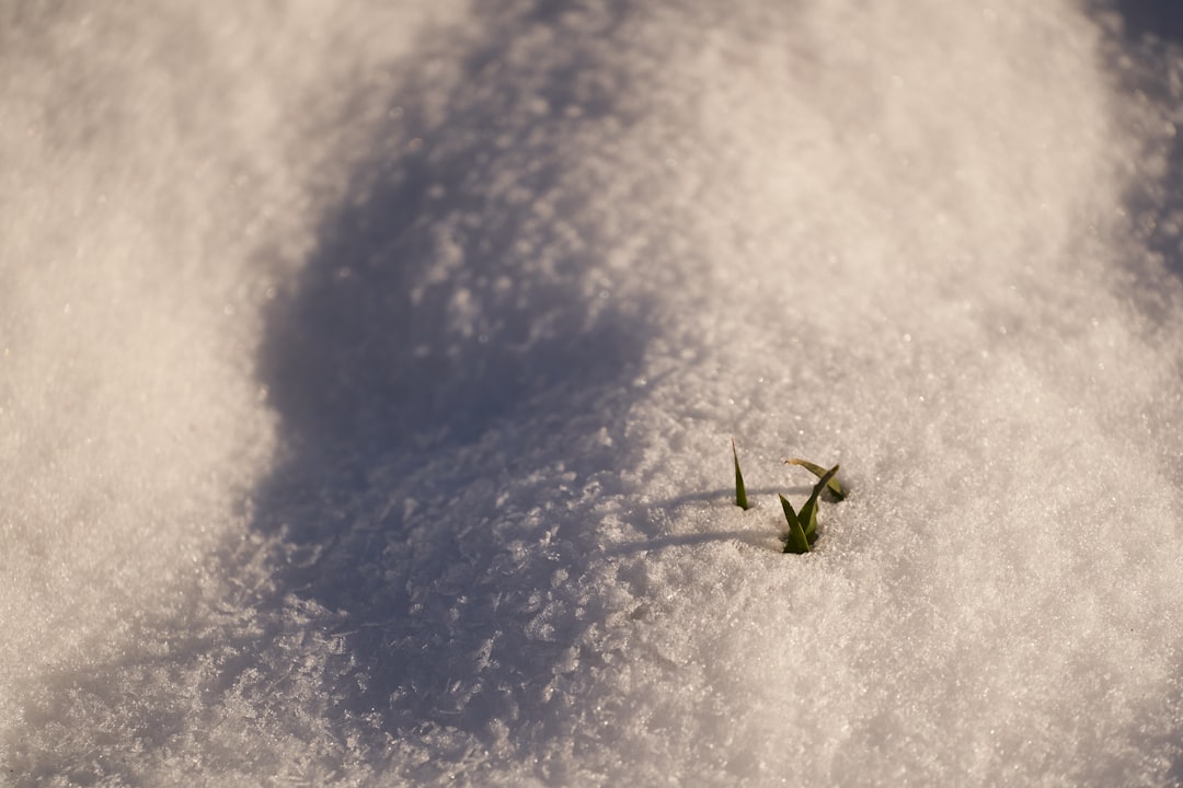 green leaf on white snow