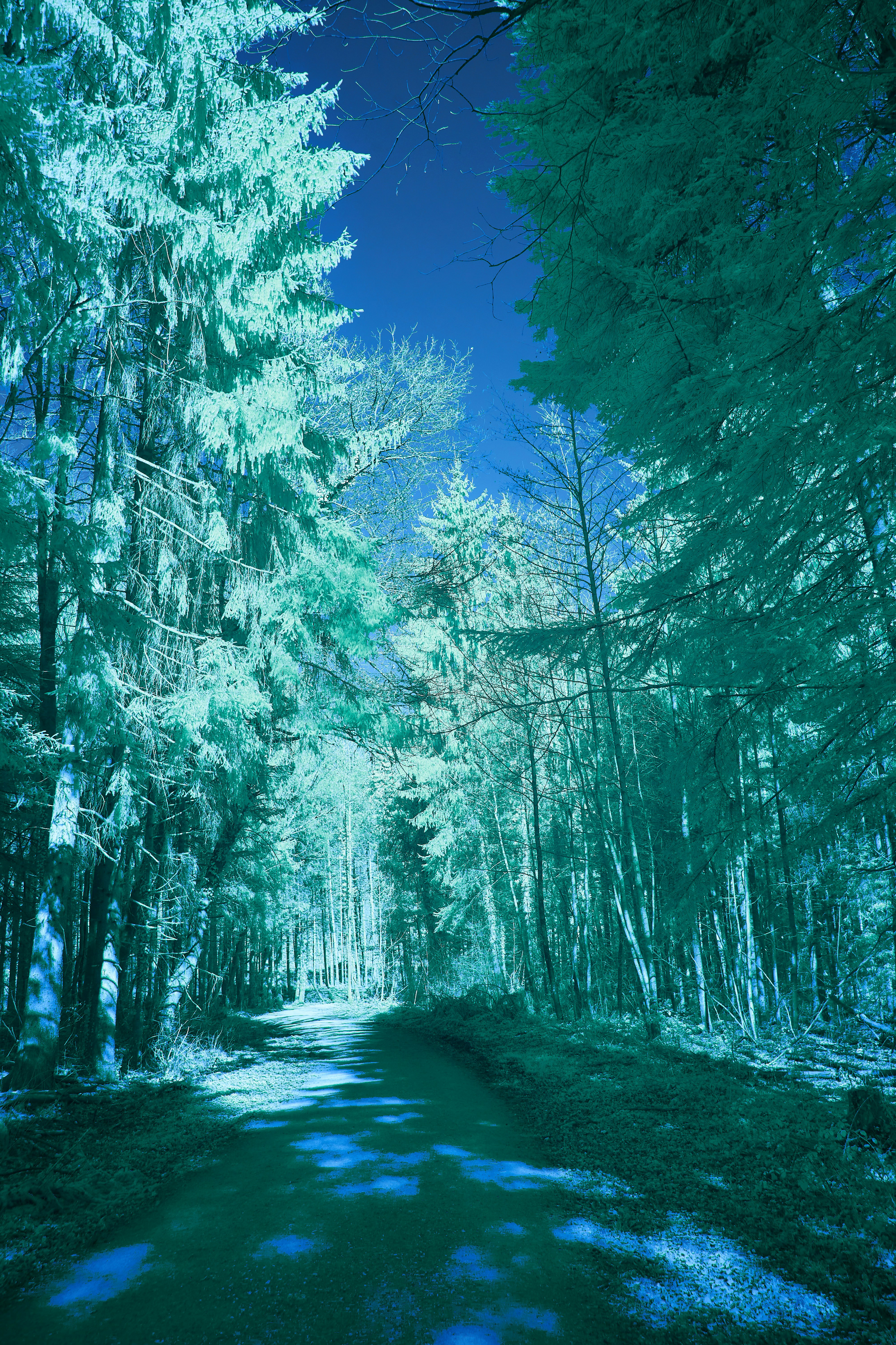 Photo by wolfgang_hasselmann