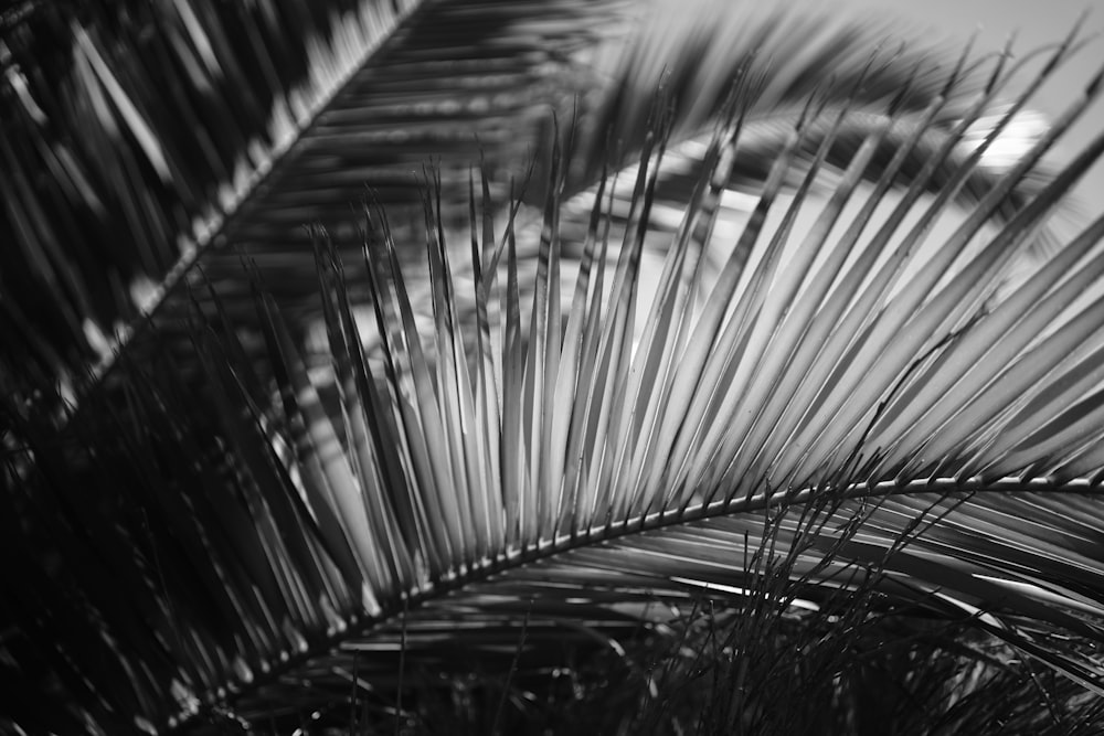 grayscale photo of palm tree