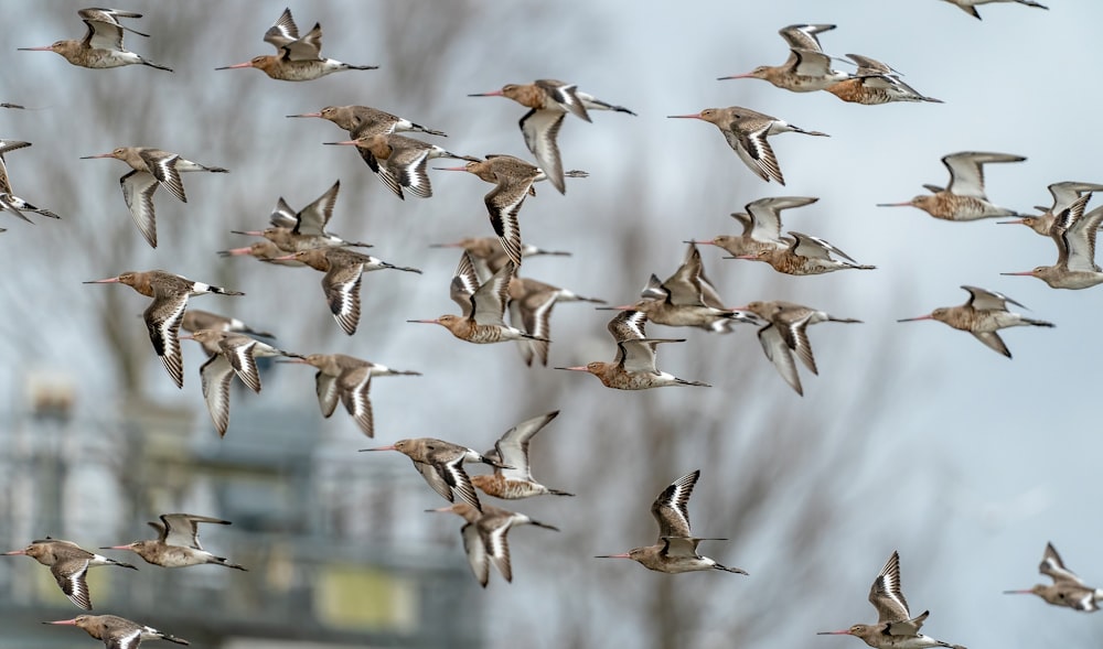 bandada de pájaros blancos volando durante el día