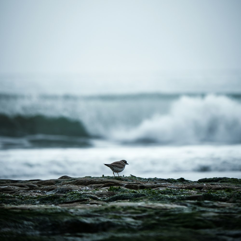 white and black bird on black rock near body of water during daytime