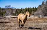 A playful foal running freely in a fenced paddock on a bright day.