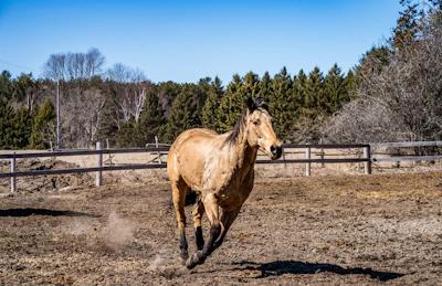 A playful foal running freely in a fenced paddock on a bright day.