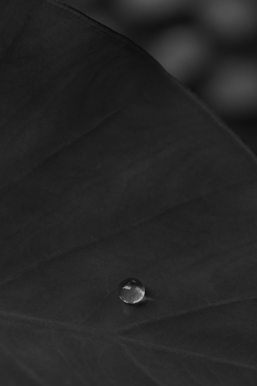 water droplet on green leaf