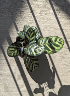 A potted plant with large, broad leaves featuring distinct, dark green patterns against lighter green. Shadows cast a striped pattern across the textured surface, suggesting sunlight filtering through an unseen source.