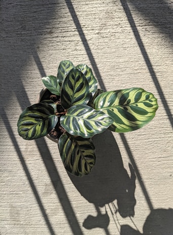 A potted plant with large, broad leaves featuring distinct, dark green patterns against lighter green. Shadows cast a striped pattern across the textured surface, suggesting sunlight filtering through an unseen source.