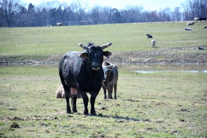 A black cow with long horns stands in the foreground of a grassy field. In the background, other cows are scattered across the pasture near a small body of water. The landscape is open and expansive, with trees lining the horizon under a clear sky.