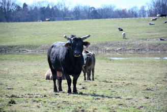 A black cow with long horns stands in the foreground of a grassy field. In the background, other cows are scattered across the pasture near a small body of water. The landscape is open and expansive, with trees lining the horizon under a clear sky.