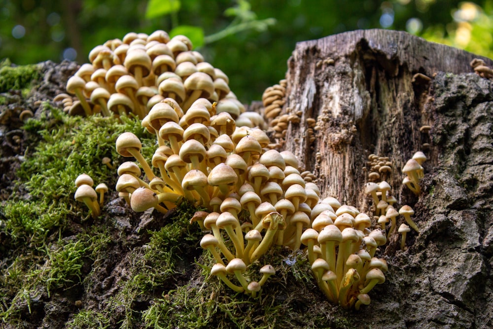 white mushrooms on tree trunk