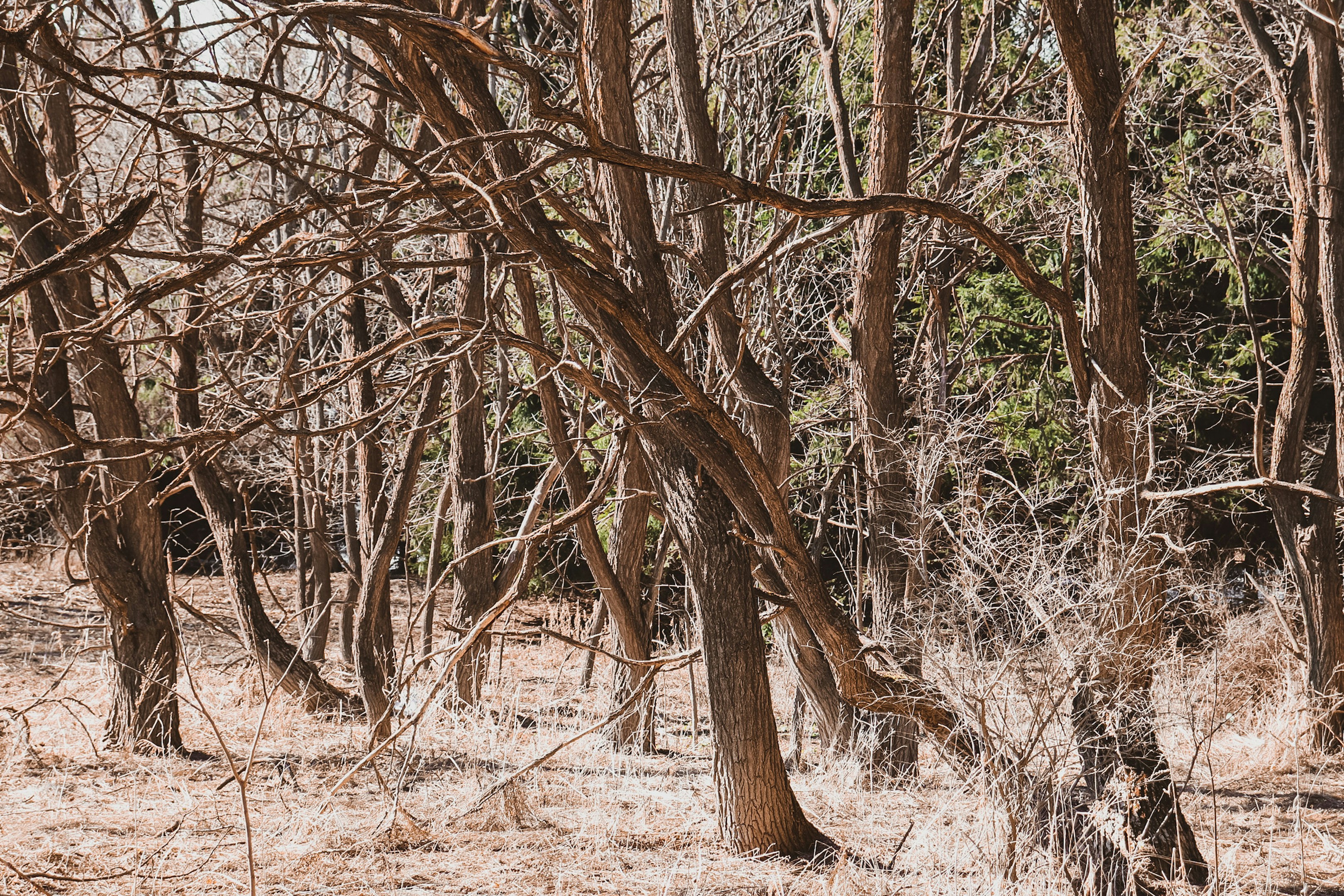 Photo by hlaurphotography