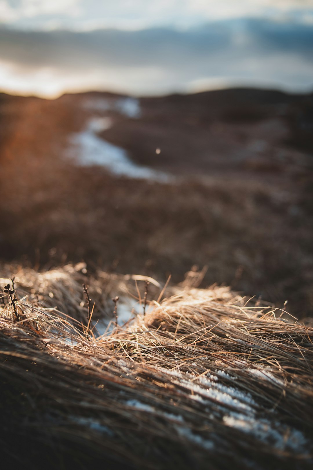 brown dried grass on black soil