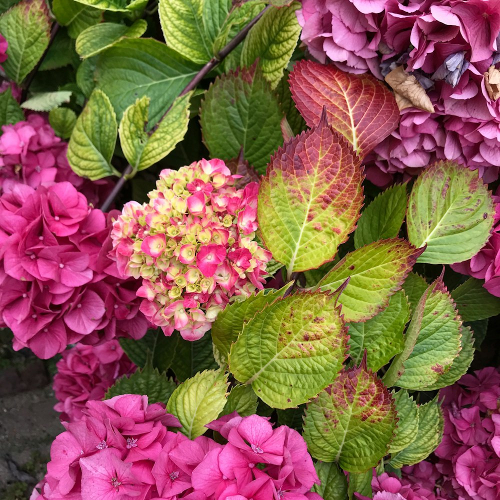 pink flowers with green leaves