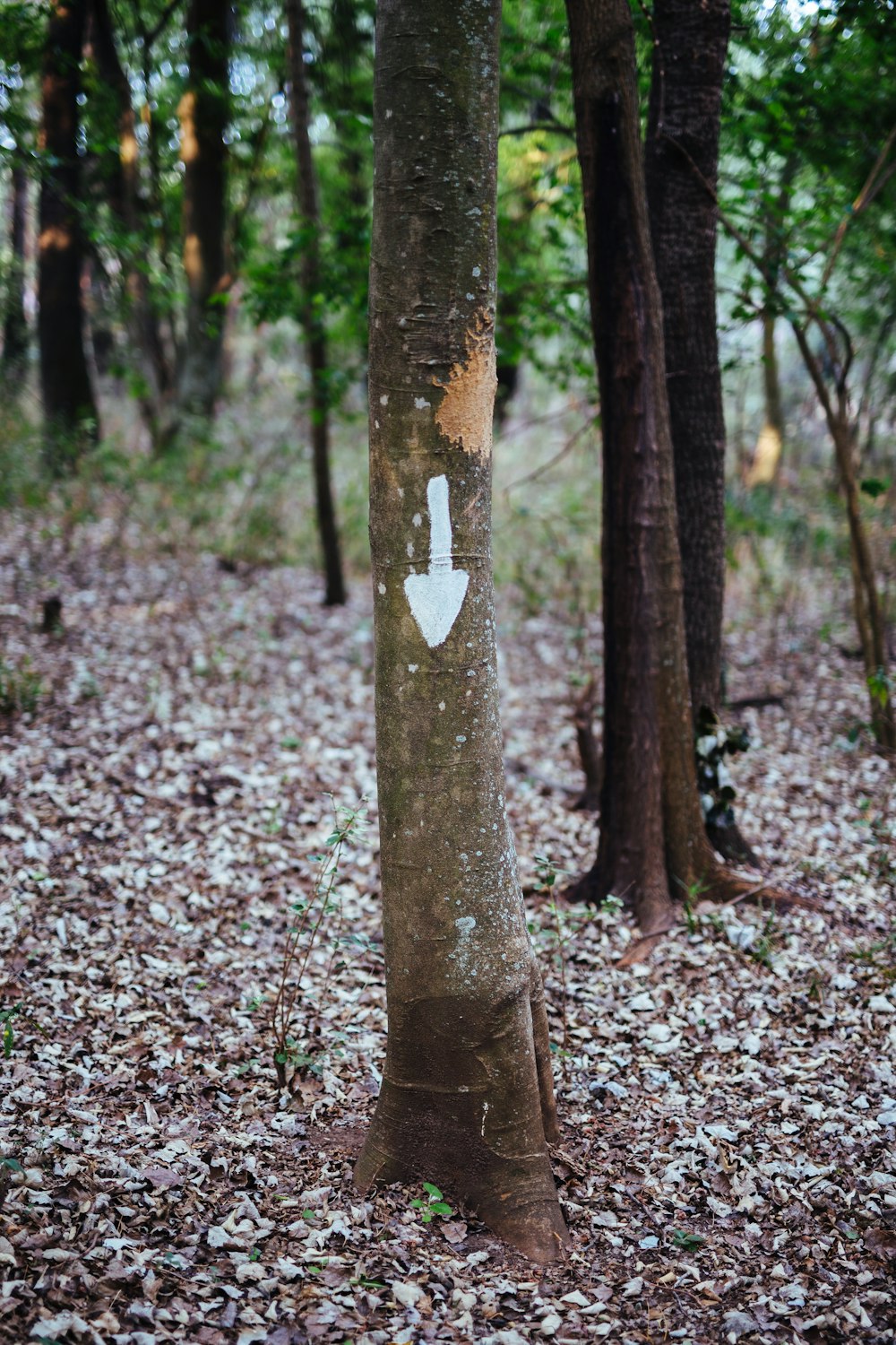 brown tree trunk with heart shaped hole