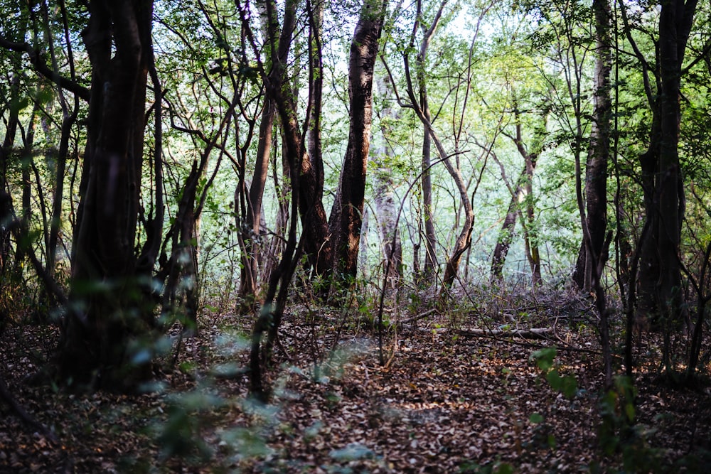 green trees on forest during daytime