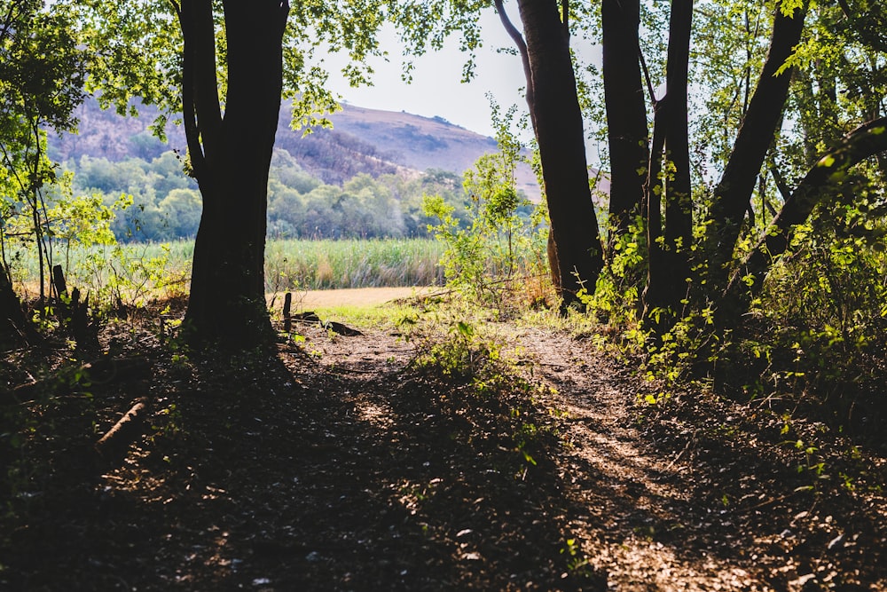 green trees on brown soil during daytime