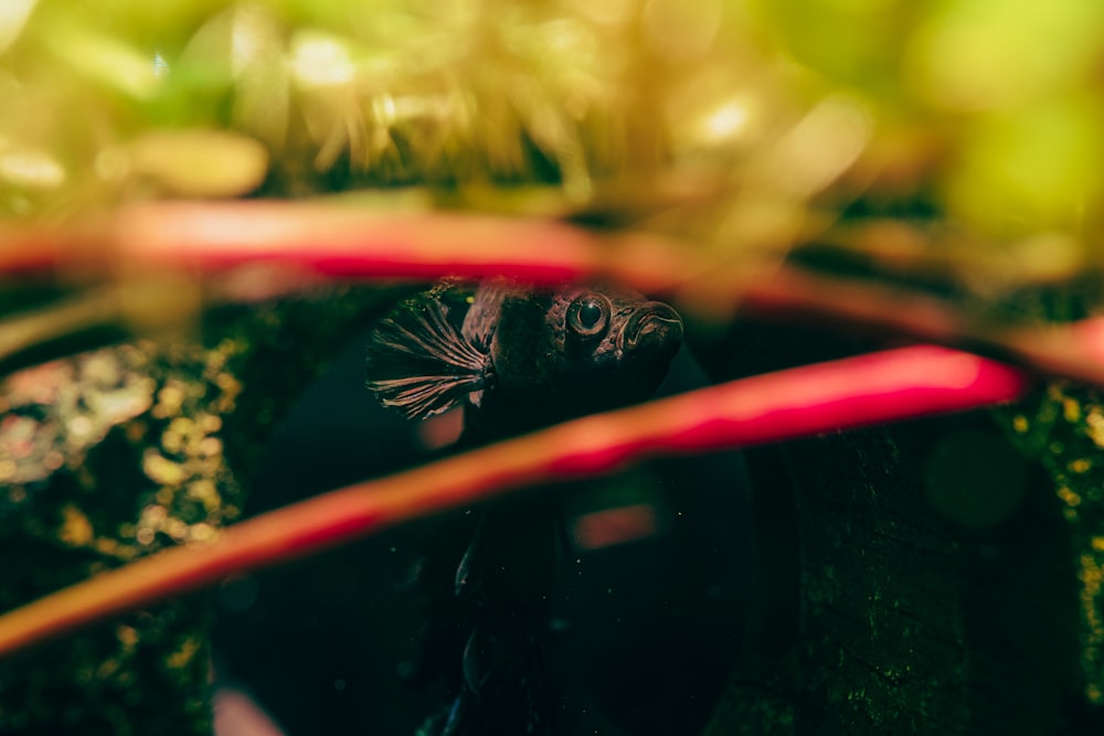 black and red butterfly on red and white textile