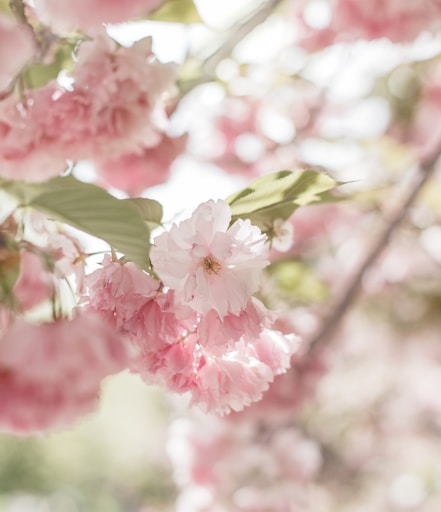 pink and white flower in tilt shift lens