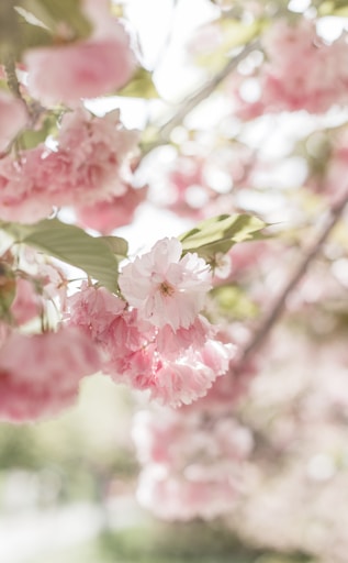 pink and white flower in tilt shift lens