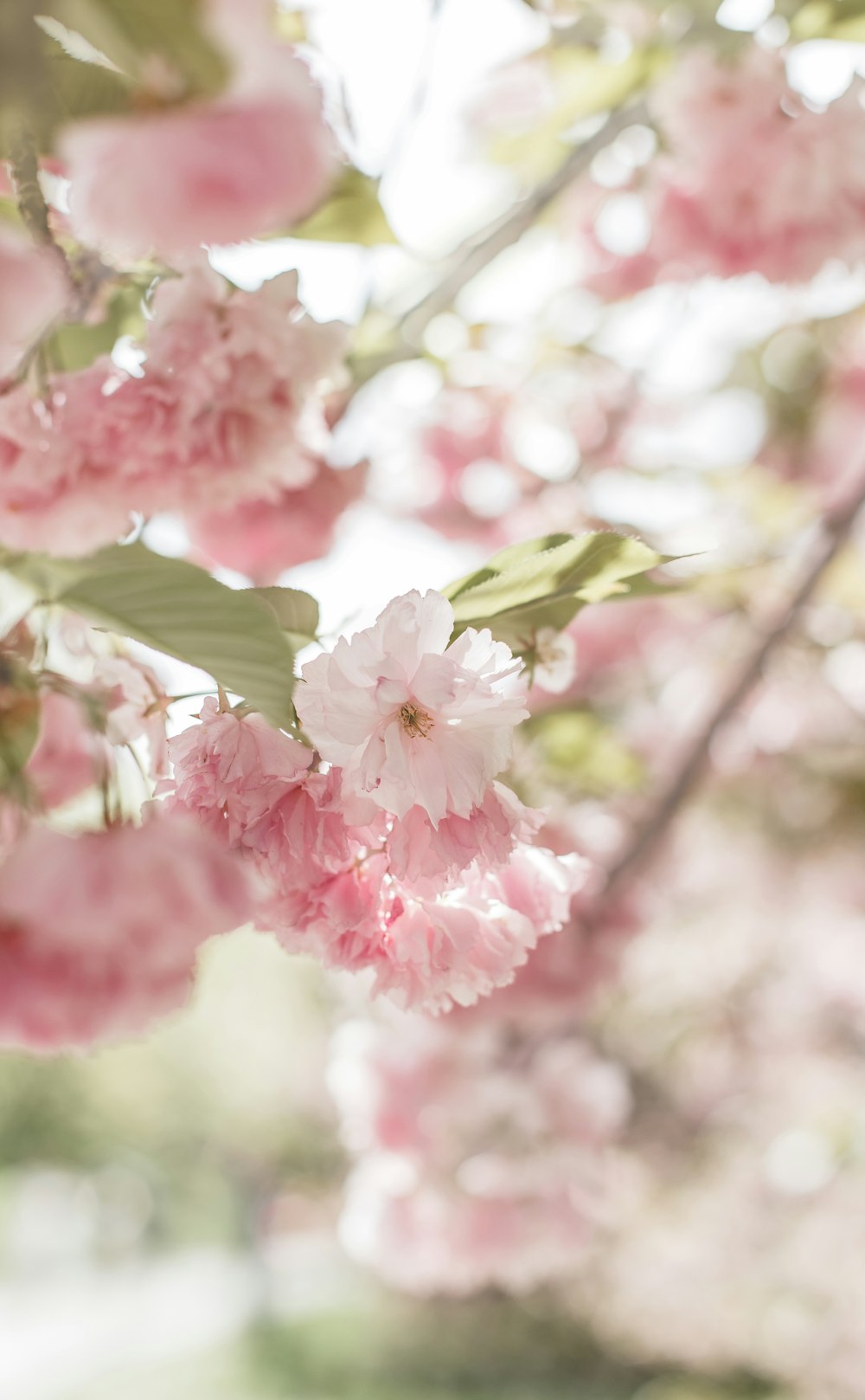 pink and white flower in tilt shift lens