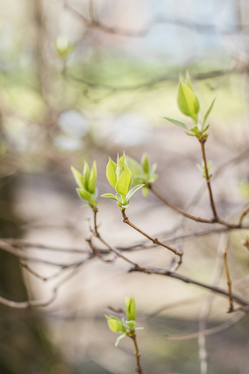 green leaf on brown tree branch