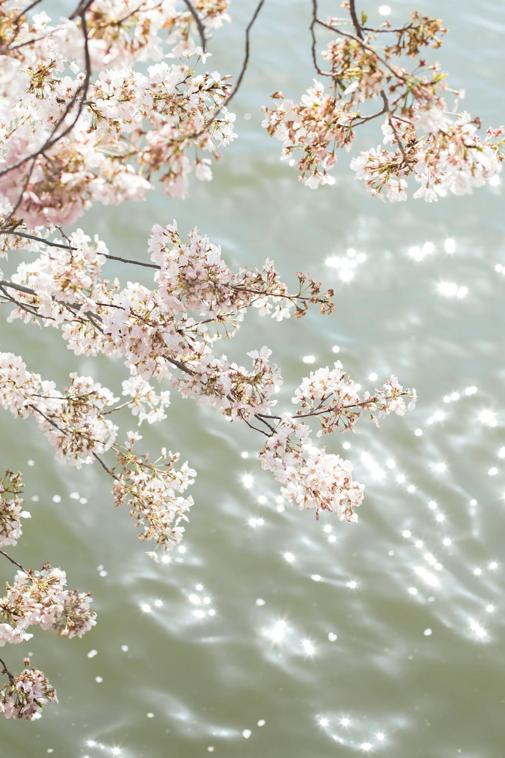 albero di ciliegio bianco in fiore durante il giorno