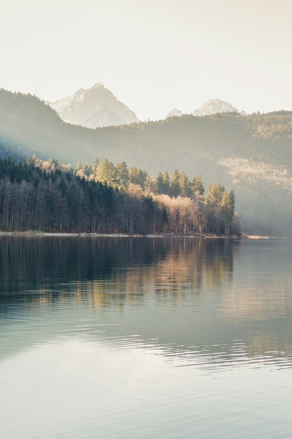 green trees beside lake during daytime