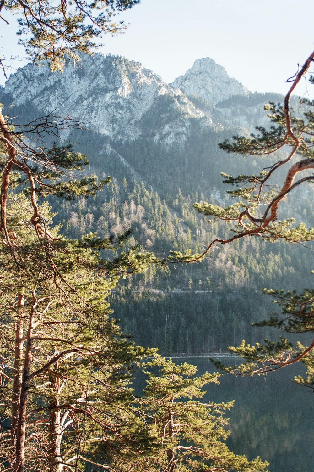 green and brown trees near mountain during daytime