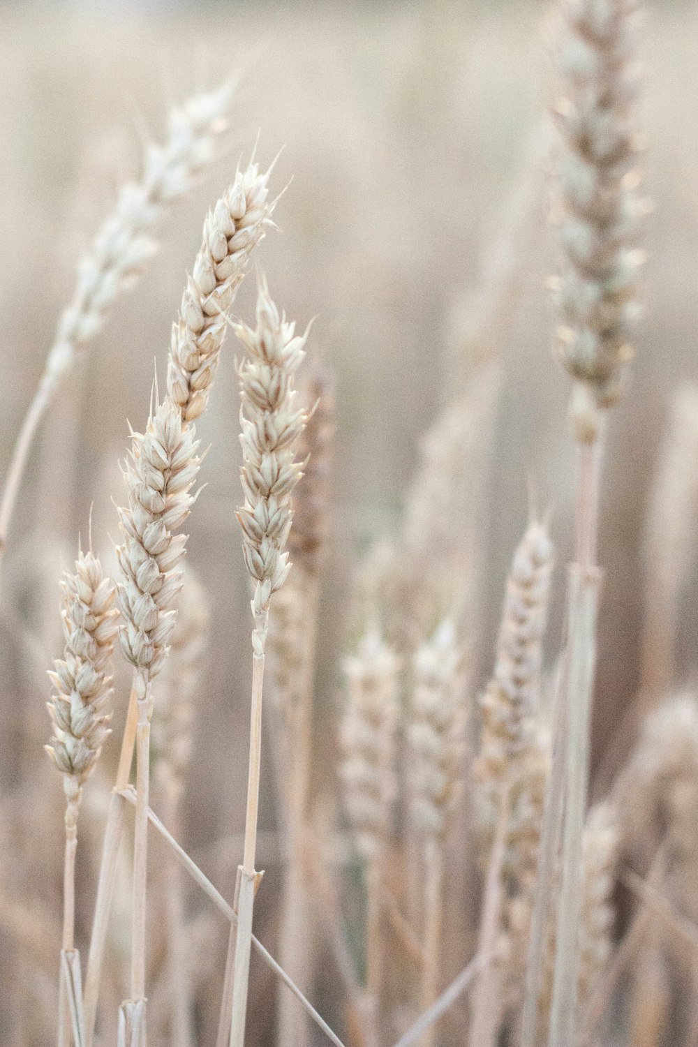 brown wheat field during daytime