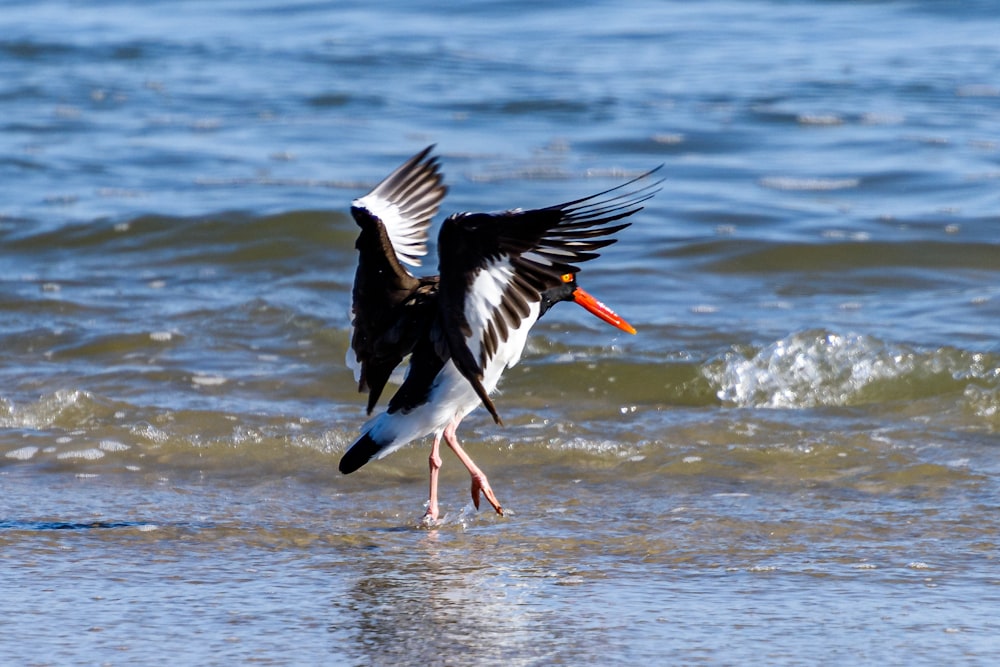 pássaro preto e branco voando sobre o mar durante o dia