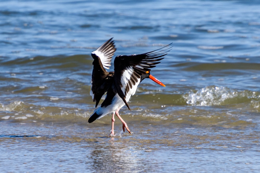 black and white bird flying over the sea during daytime