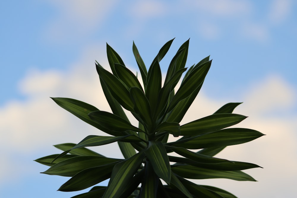 Grüne Pflanze unter blauem Himmel tagsüber