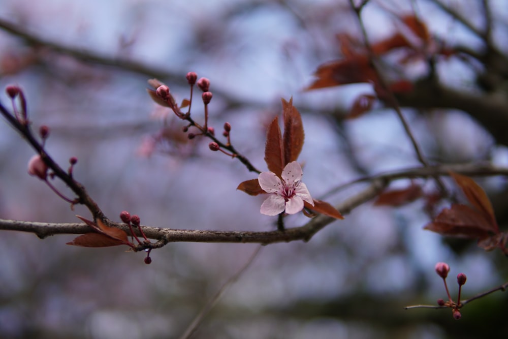 Weiße und rote Blume in der Tilt Shift-Linse