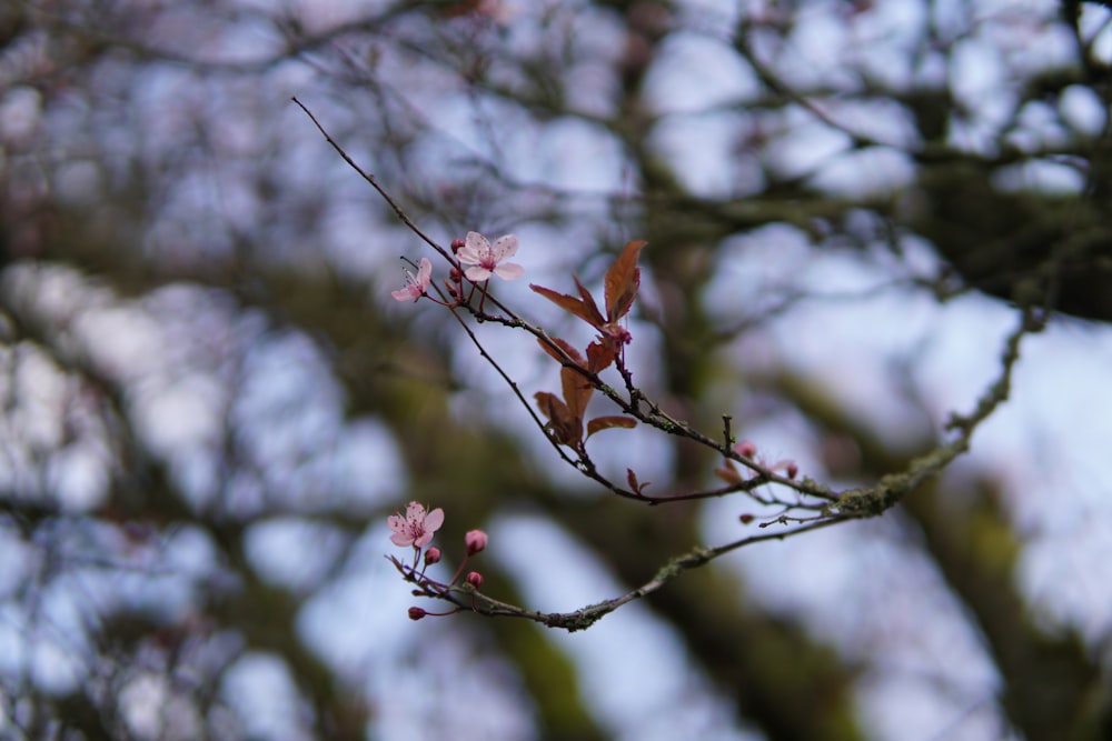 red leaf on brown tree branch