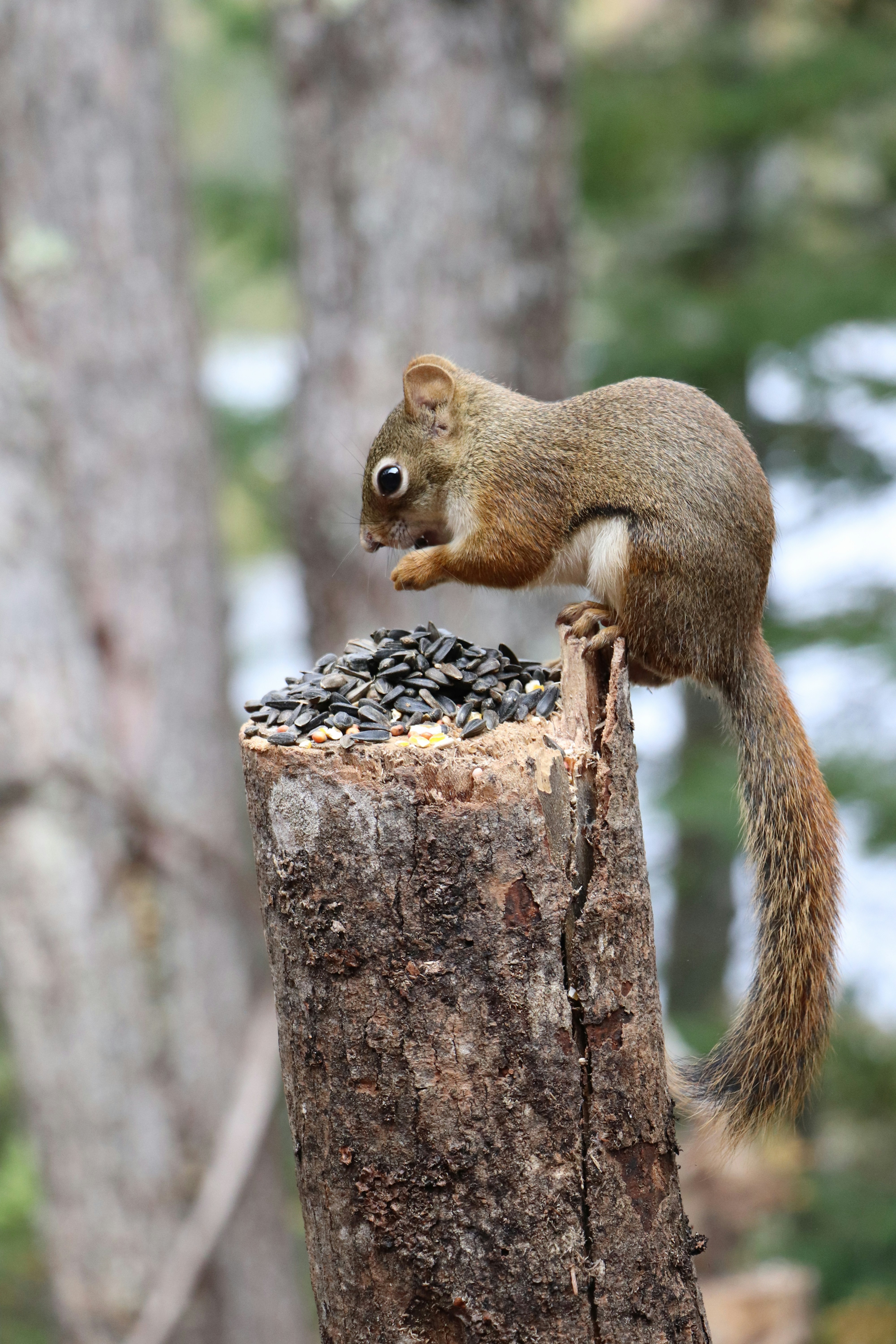 Red squirrel 