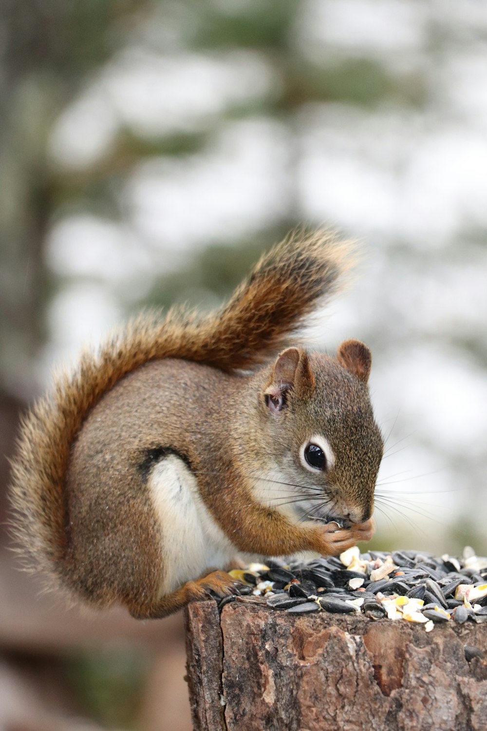 brown squirrel eating nut during daytime