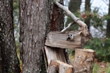 A small bird is perched on a rustic, wooden bird feeder crafted from natural tree branches and logs. The setting appears to be a forest with tall trees visible in the background, and the ground is covered in leaves and grass. The bird feeder contains scattered grains, suggesting it is designed to attract wildlife.