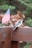 A woodpecker with black and white feathers is perched on a wooden railing next to a small American flag. The background features blurred green foliage and hints of orange and brown leaves, suggesting an outdoor setting.
