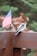 A woodpecker with black and white feathers is perched on a wooden railing next to a small American flag. The background features blurred green foliage and hints of orange and brown leaves, suggesting an outdoor setting.