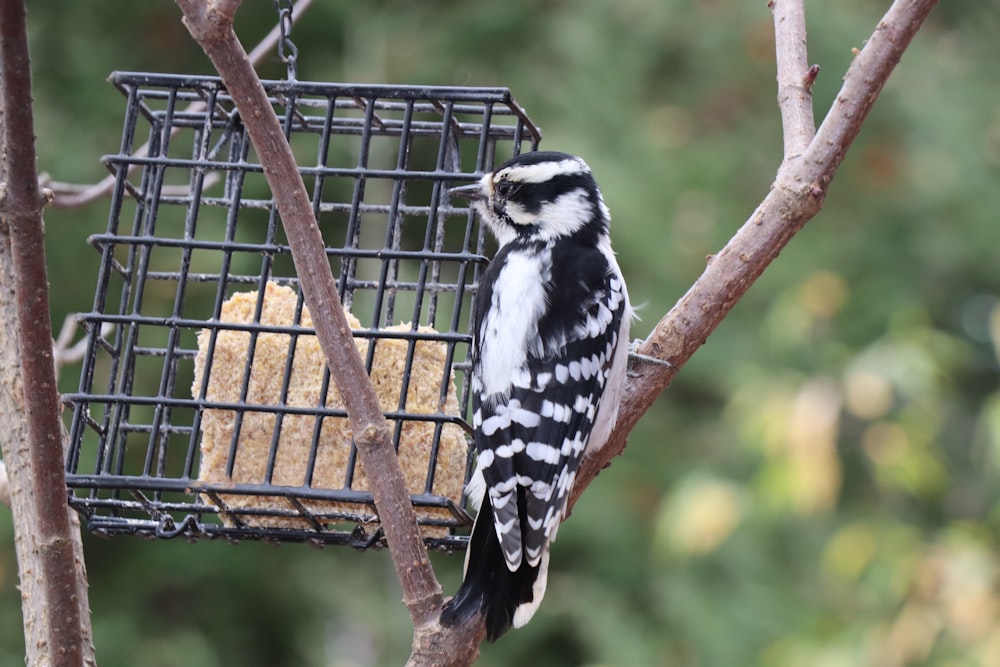 black and white bird on brown tree branch during daytime