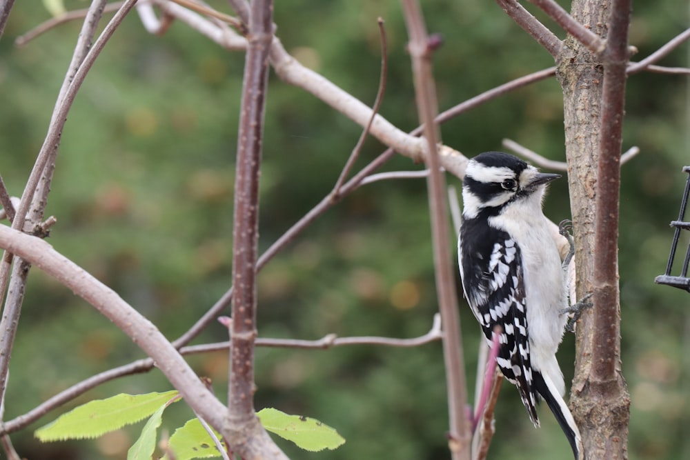 black and white bird on brown tree branch