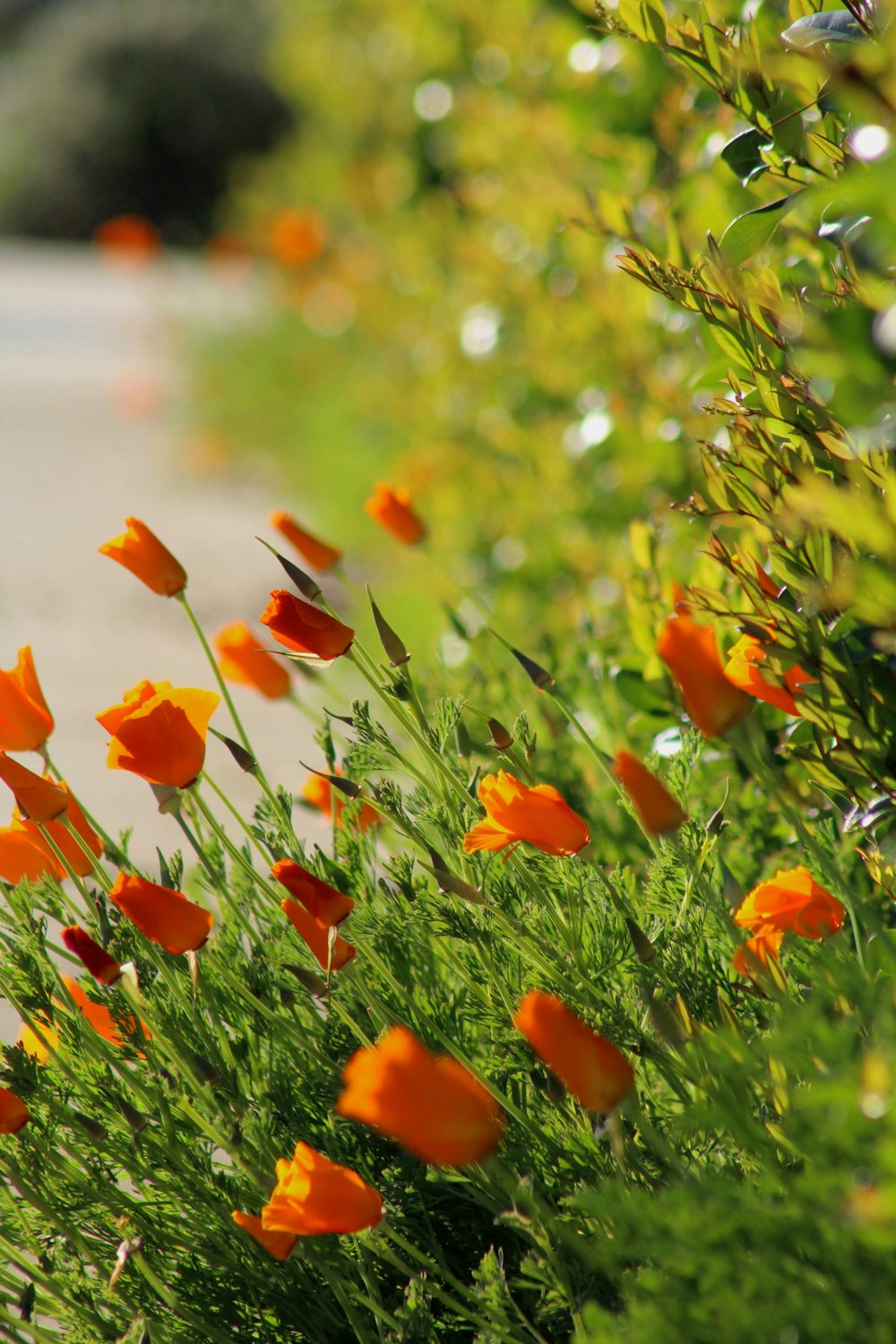 orange flowers on green grass during daytime