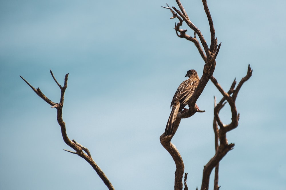 brown bird on brown tree branch during daytime