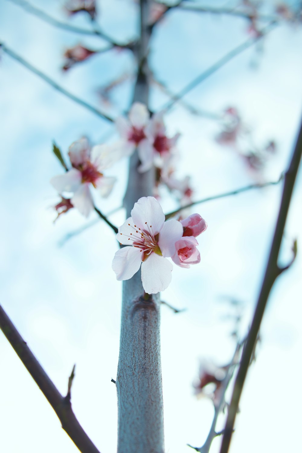 昼間に咲く白とピンクの桜の花