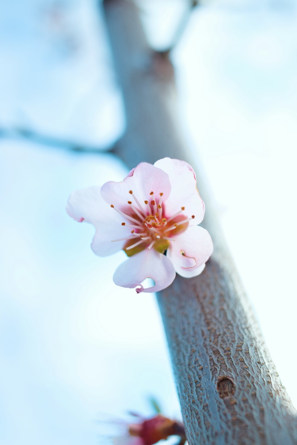 white and pink cherry blossom in close up photography